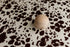 Frontier Days posing fabric with a cream and brown cow print pattern and a smooth wooden sphere prop.